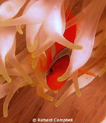 diff..day..diff..hue...Sealife DC1000... by Richard Campbell 
